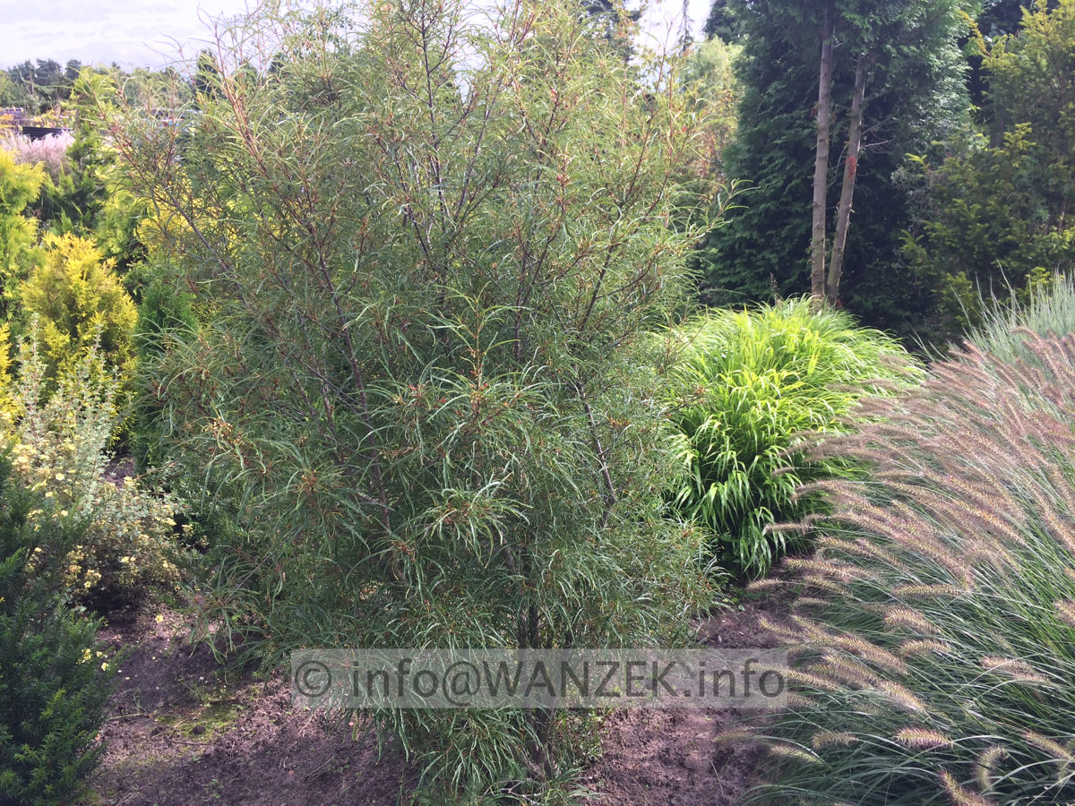 Rhamnus frangula Asplenifolia 02b.JPG